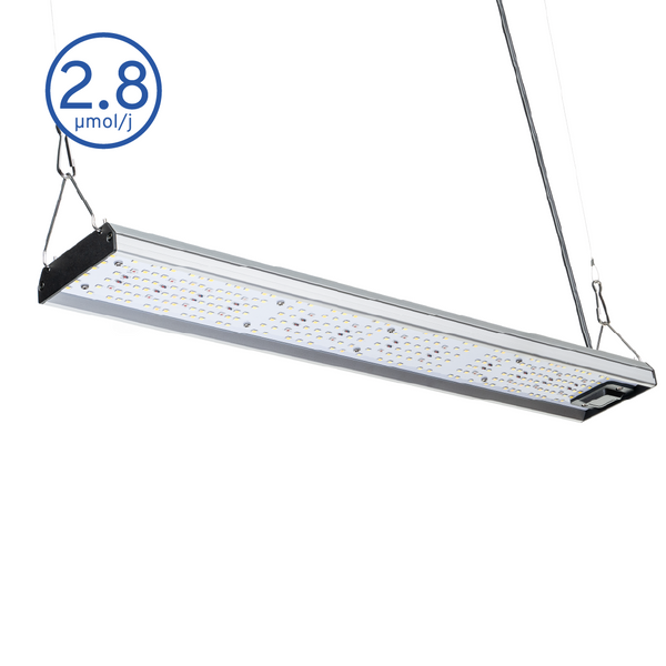 MIGRO ARAY 75 Seedling