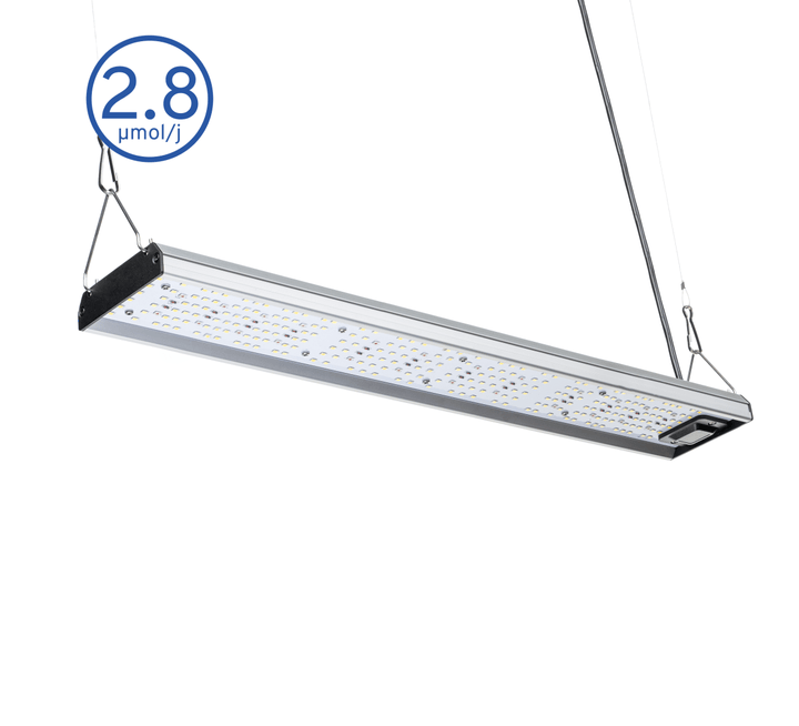 MIGRO ARAY 75 Seedling - MIGROLIGHT